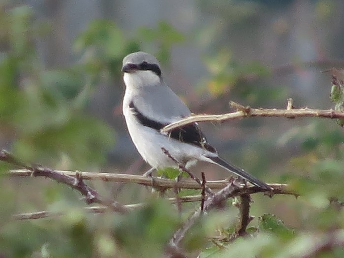 Great Grey Shrike