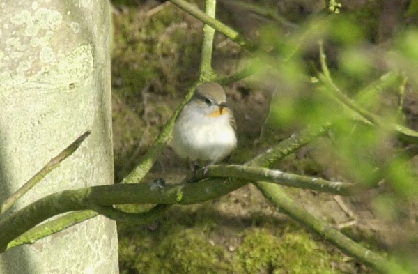 Taiga Flycatcher