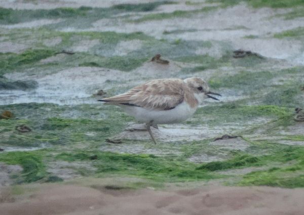 Greater Sand Plover