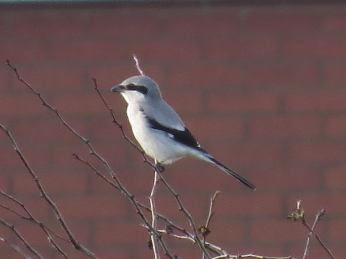 Great Grey Shrike