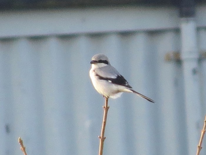 Great Grey Shrike