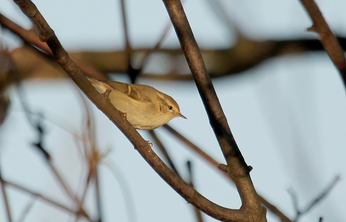 Hume's Yellow-browed Warbler