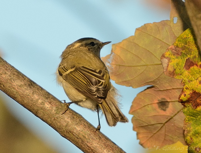 Hume's Yellow-browed Warbler