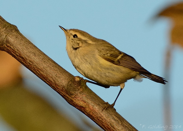 Hume's Yellow-browed Warbler