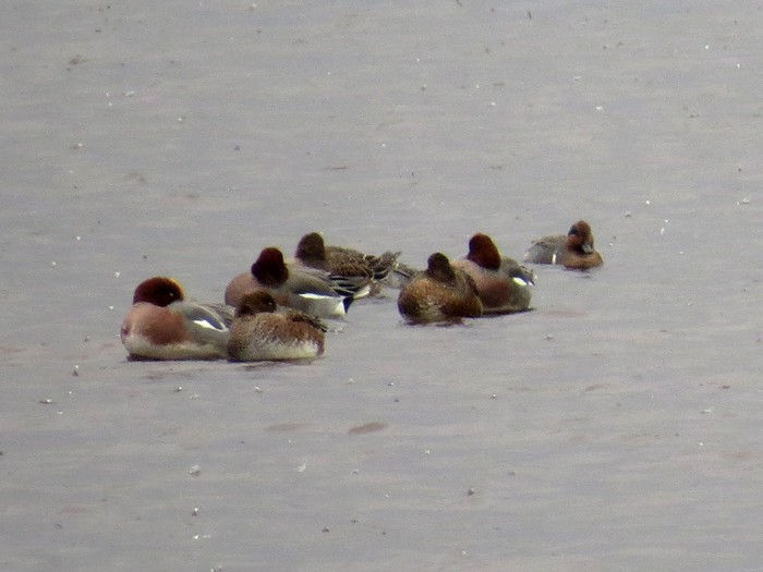 Green-winged Teal
