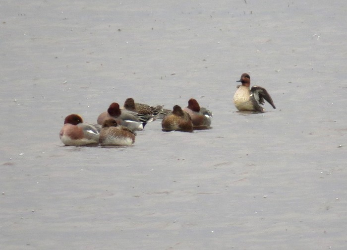 Green-winged Teal