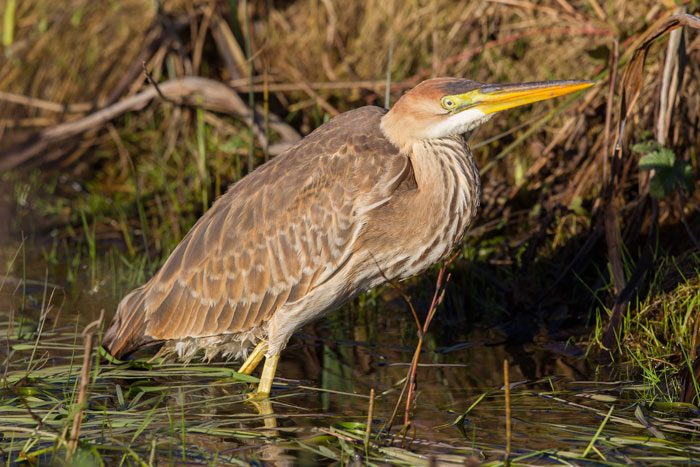 Purple Heron