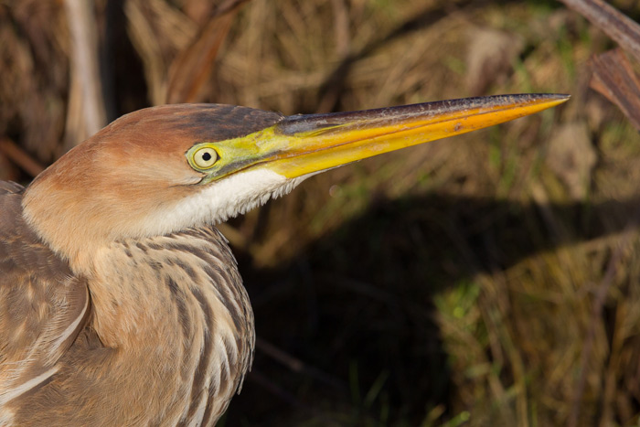 Purple Heron