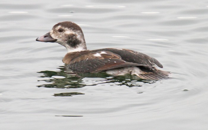Long-tailed Duck