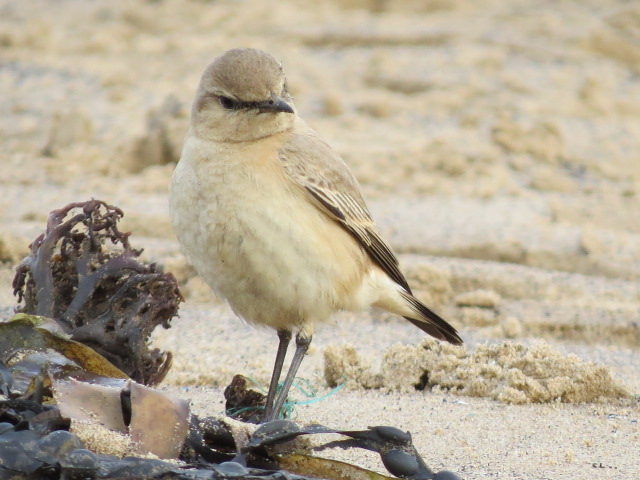 Isabelline wheatear