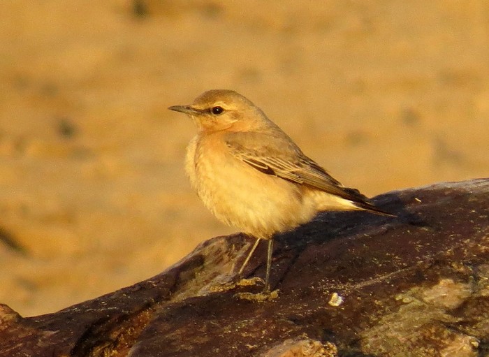 Isabelline Wheatear