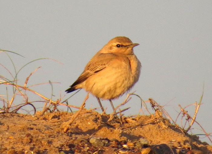 Isabelline Wheatear