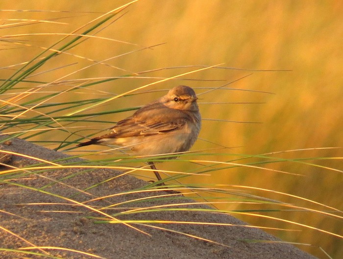 Isabelline Wheatear