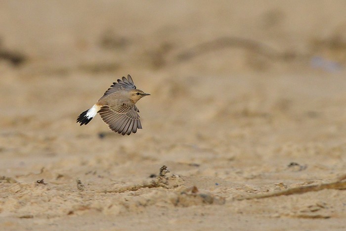 Isabelline Wheatear