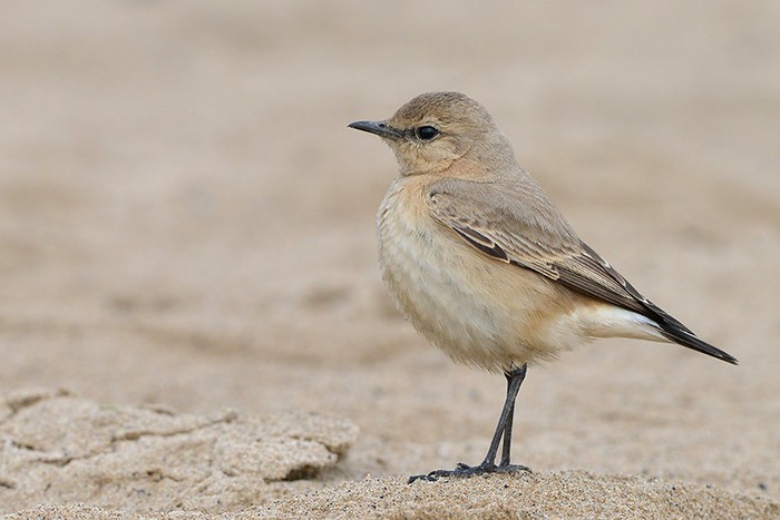 Isabelline Wheatear