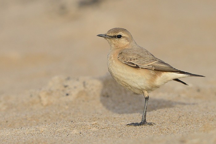 Isabelline Wheatear