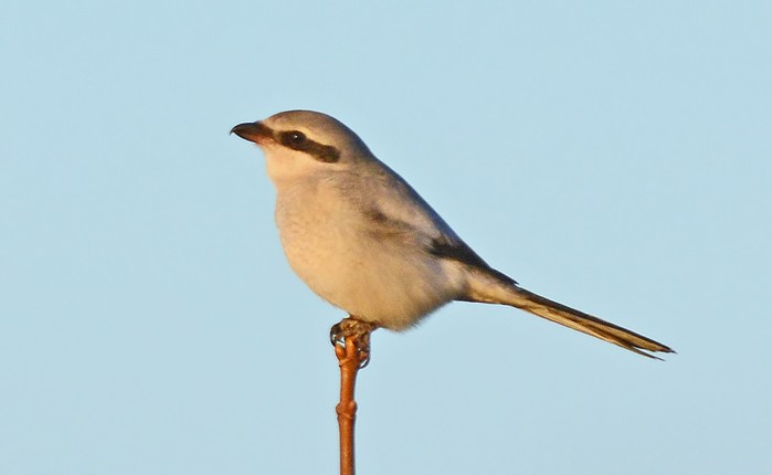 Great Grey Shrike
