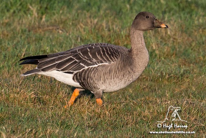 Tundra Bean Goose