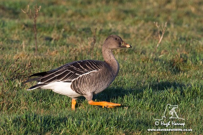 Tundra Bean Goose