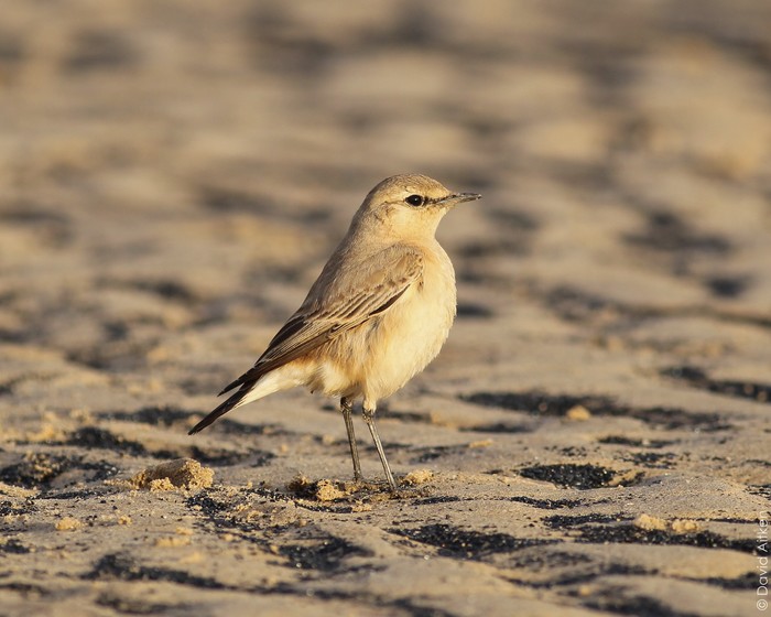 Isabelline Wheatear