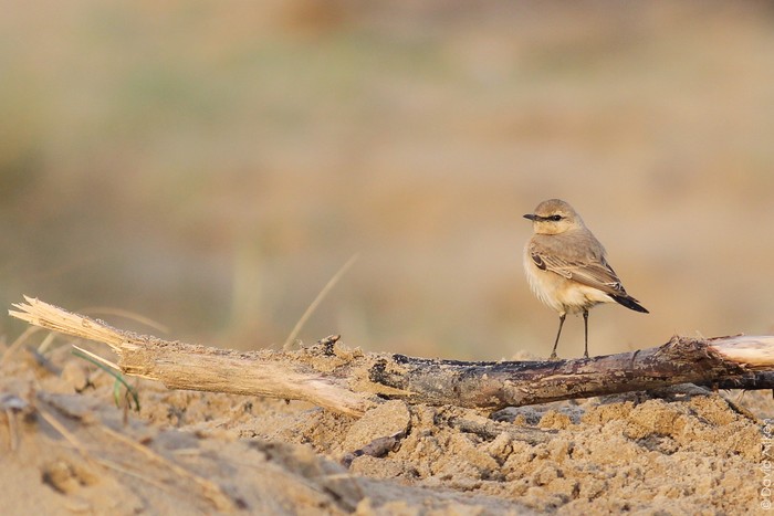Isabelline Wheatear