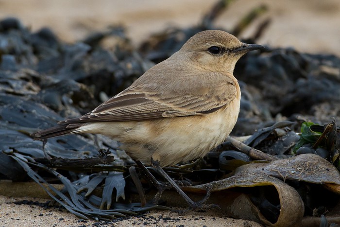 Isabelline Wheatear