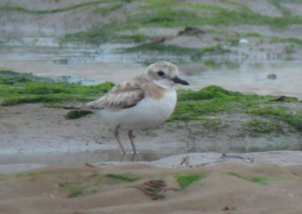 Greater Sand Plover