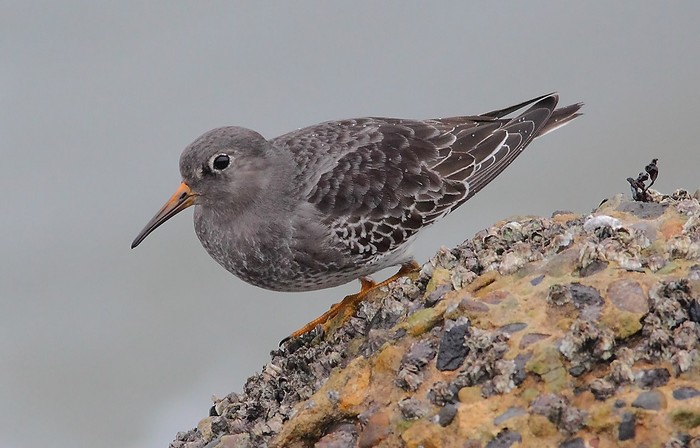 Purple Sandpiper