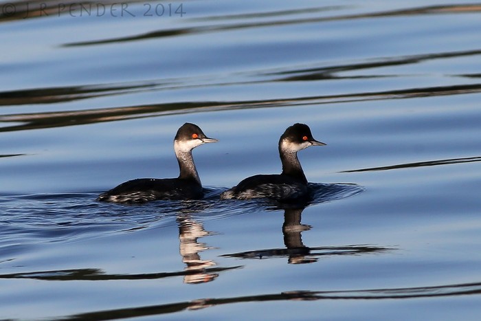 Black-necked Grebe