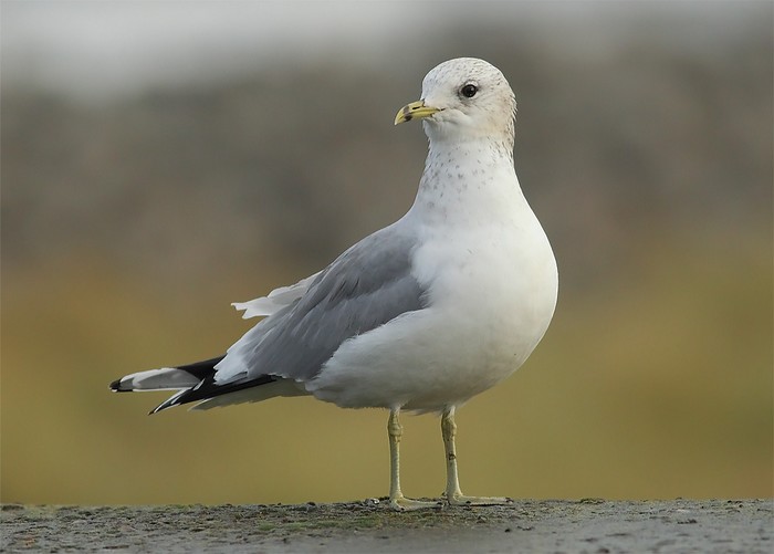 Common Gull
