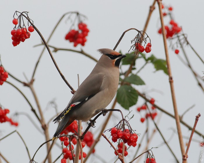 Waxwing