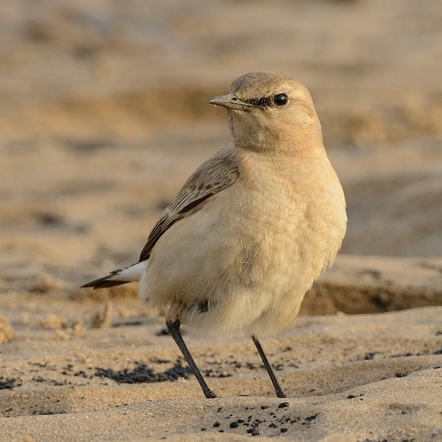 Isabelline Wheatear