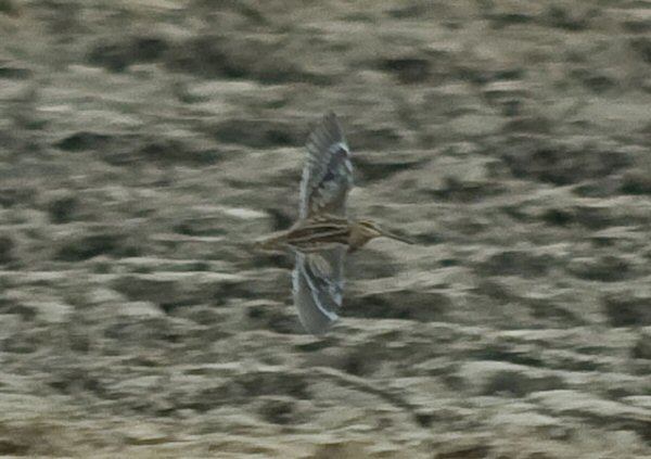 Great Snipe