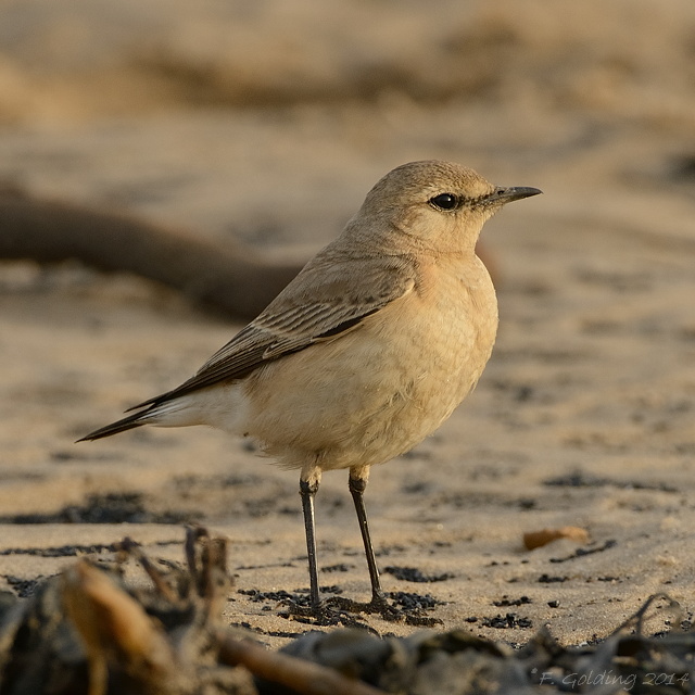 Isabelline Wheatear