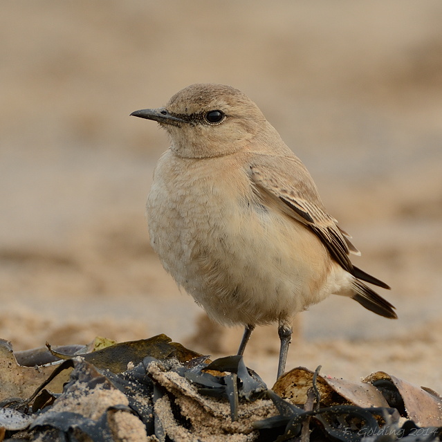 Isabelline Wheatear