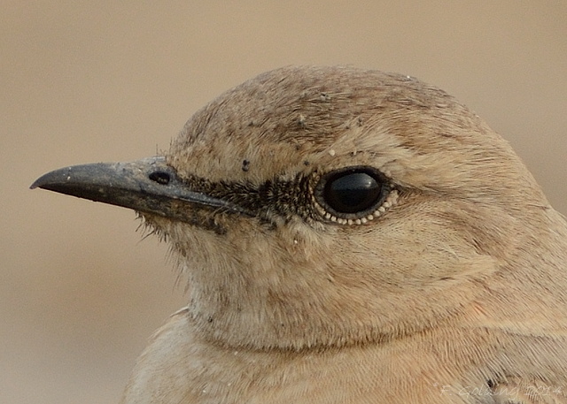 Isabelline Wheatear