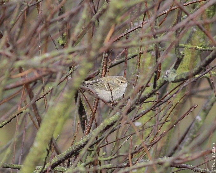Hume's Yellow-browed Warbler