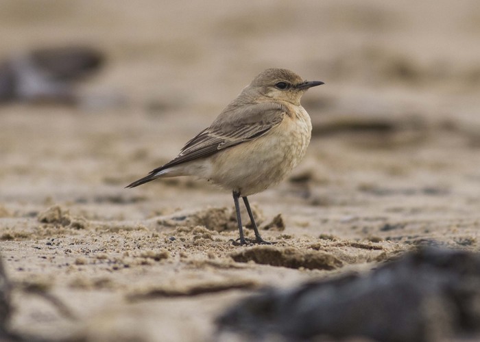 Isabelline Wheatear