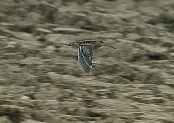 Great Snipe
