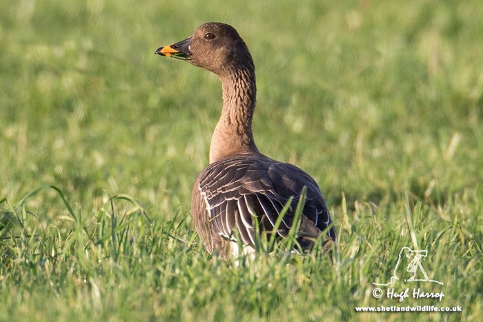 Tundra Bean Goose