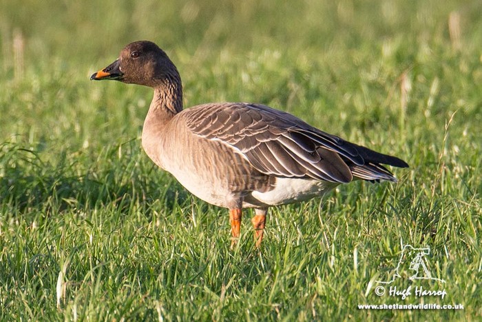 Tundra Bean Goose