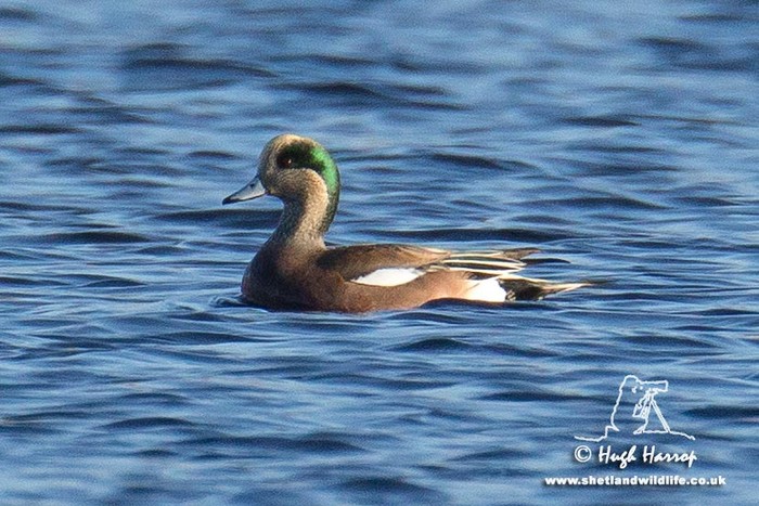 American Wigeon