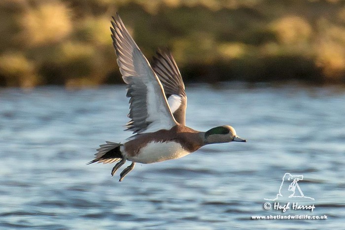 American Wigeon