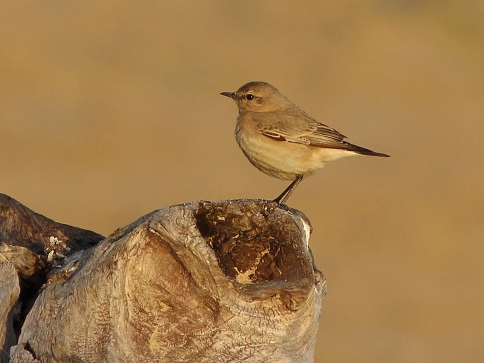 Isabelline Wheatear