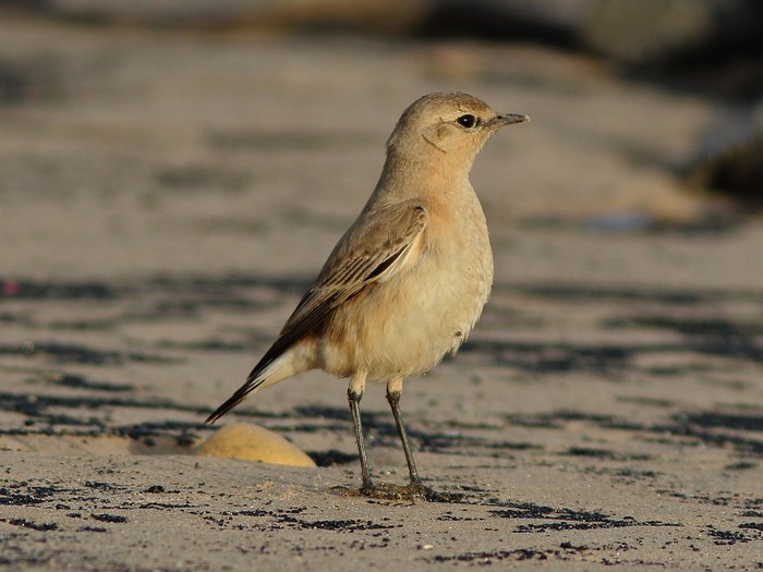 Isabelline Wheatear