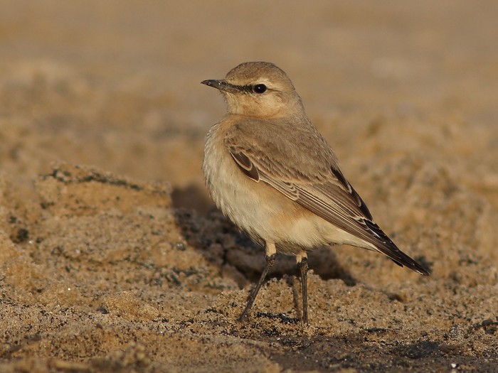 Isabelline Wheatear