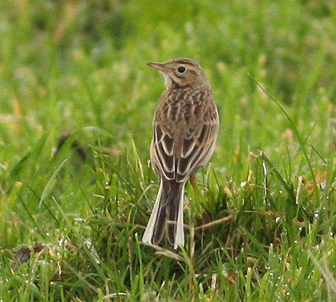 Richard's Pipit