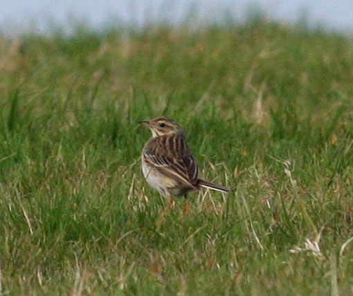 Richard's Pipit