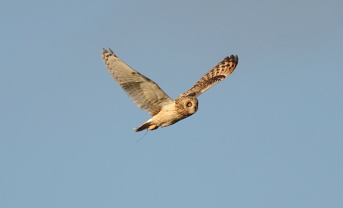 Short-eared Owl