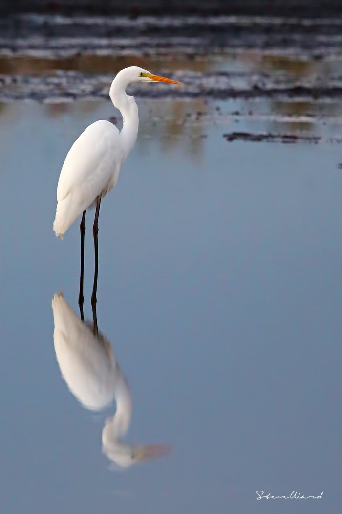 Great White Egret